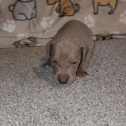 Aria - Chocolate female Great Dane puppy in Walker, Louisiana from La Rebel Danes