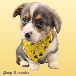 Burrito - Gray and white male American Corgi puppy in Mansfield, Ohio from Moonrise corgis