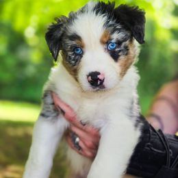 Australian Shepherd Puppies from Kenmont Kennels
