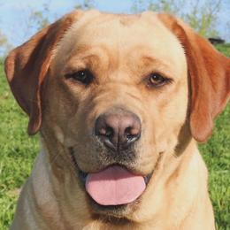 Quinn - Labrador Retriever