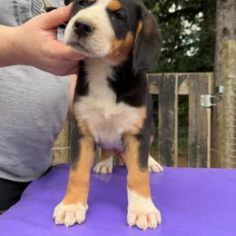 Pink Girl - Black, white and red female Greater Swiss Mountain Dog puppy in Knoxville, Maryland from Dahlgren Swissys