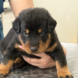 Black Collar - Black and rust male Beauceron puppy in Floyd’s Knobs, Indiana from Birdwing Beaucerons