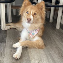Ginny - Pomsky
