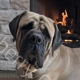 Archie - Mastiff