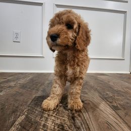 Goldendoodle Puppies from KK's Doodle Bunch