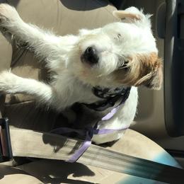 Parson Russell Terrier All Grown Up from HeartSongs Haven /Northeast Division