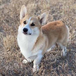 Butters - Pembroke Welsh Corgi