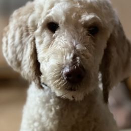 Goldendoodles and Labradoodles from BLK