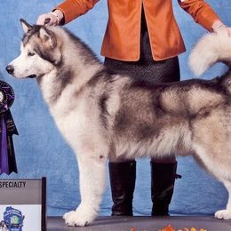 Alaskan Malamute All Grown Up from Illusion Kennel