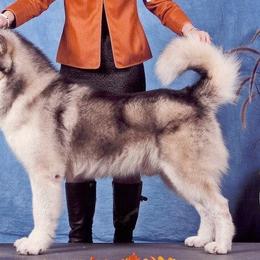 Alaskan Malamute All Grown Up from Illusion Kennel