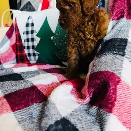 Boy 2( dark blue) - Red  Poodle puppy in Siloam Springs, Arkansas from Wanda De La Rosa