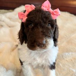 Chessie - Parti female Goldendoodle puppy in Greensboro, Georgia from B’s Doodles