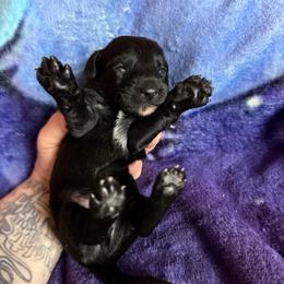 Luke Cage - Black and white male Xoloitzcuintli puppy in Manitowoc, Wisconsin from Wonderland Kennel
