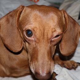 Stella - Red female Dachshund puppy in Watertown, Massachusetts from Jae’s Puppy House