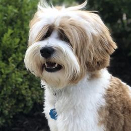 Australian Labradoodles from Hearth and Lily Doodles