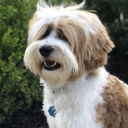 Australian Labradoodles from Hearth and Lily Doodles