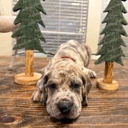 Sky - Merle female Great Dane puppy in Granbury, Texas from Anderson Blau’s Great Danes & French Bulldogs