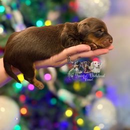 Velma - Chocolate and tan female Dachshund puppy in Merced, California from The Graceful Dachshund Kennel