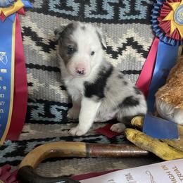 Stigr - White and blue merle male Border Collie puppy in Aledo, Illinois from Claycreek Ranch