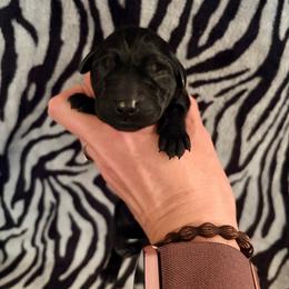 Marshmallow - Black male Labrador Retriever puppy in Richfield, Utah from Stormy River Retrievers