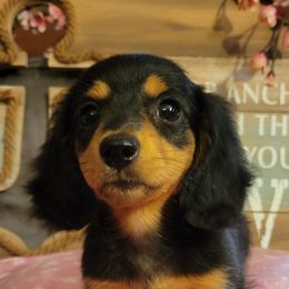 Dachshund Puppies from Spinks Puppies