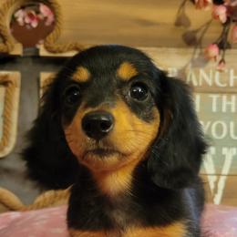 Dachshund Puppies from Spinks Puppies