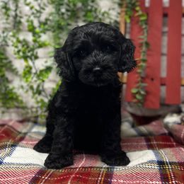 Charlie Brown - Black male Australian Labradoodle puppy in Brush Prairie, Washington from Fancy Pants Labradoodles