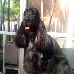Zack - English Cocker Spaniel