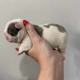 Daisy - White and fawn female French Bulldog puppy in New Hampton, New Hampshire from Kismet French Bulldogs
