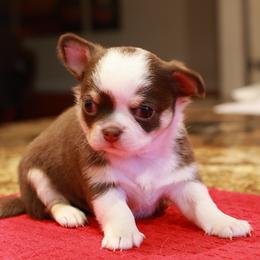 Chocolate an white - Chocolate and white male Chihuahua puppy in Marcy, New York from Dralion Chihuahuas