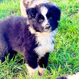 Remedy - Black & white female Australian Shepherd puppy in Mineral Wells, Texas from A6 Australian Shepards