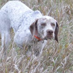 Terra - Braque du Bourbonnais