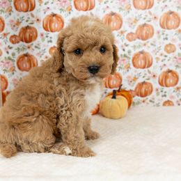 Cockapoo Puppies from Firm Foundation Cockapoos