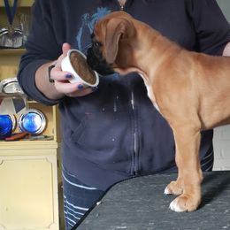 Boxer Puppies from Newcastle Boxers