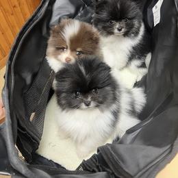 Pomeranian Puppies from Cascade Pomeranians