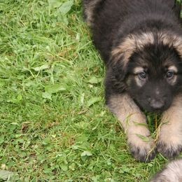 Shiloh Shepherd Puppies from Solace Shilohs