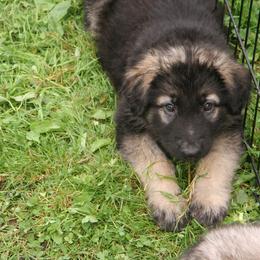 Shiloh Shepherd Puppies from Solace Shilohs