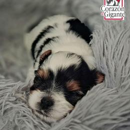 Mr. Grinch - Black tan and white male Biewer Terrier puppy in California from Corazon de gigante