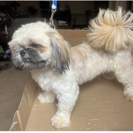 Juniper - Shih Tzu