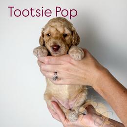 Tootsie Pop (maroon collar) - Apricot female Goldendoodle puppy in Murrieta, California from Apricot Poodles & Goldendoodles, LLC
