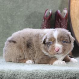 Diamond - Red merle female Australian Shepherd puppy in Quapaw, Oklahoma from Rocky Hill Aussies