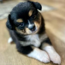 Sprite - Black tri female Toy Australian Shepherd puppy in Luling, Texas from Little Wood Toy and Mini Aussies