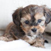 Maltipoo, Shichon, and Shihpoo Puppies from Timbercreek Puppies