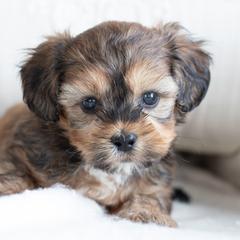 Maltipoo, Shichon, and Shihpoo Puppies from Timbercreek Puppies