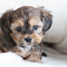 Maltipoo, Shichon, and Shihpoo Puppies from Timbercreek Puppies