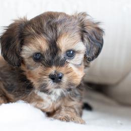 Maltipoo, Shichon, and Shihpoo Puppies from Timbercreek Puppies