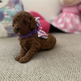 Poodle Puppies from Pups and Paws Toy Poodles