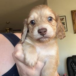Chocolate - Chocolate male Dachshund puppy in Deland, Florida from Island Farms Dachshunds Florida