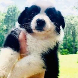 AKC Liberty - Black tri-color female Australian Shepherd puppy in Tallapoosa, Georgia from Foxhaven Farms Aussies