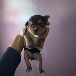 Traditional boy black head - Black and tan male Yorkshire Terrier puppy in Ohio from Britt n Cindys Yorkshire Terriers